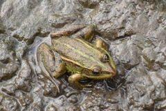 Pelophylax epeiroticus