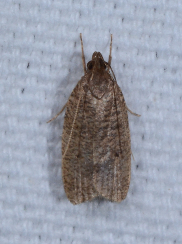 Dotted Leaftier Moth photo 5