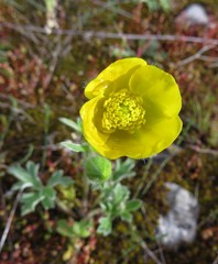 Ranunculus psilostachys