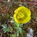 Ranunculus psilostachys - Photo (c) Alenka Mihoric, some rights reserved (CC BY-NC), uploaded by Alenka Mihoric