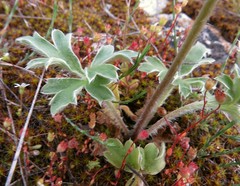 Ranunculus psilostachys