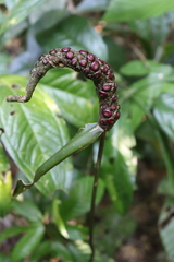Anthurium atropurpureum