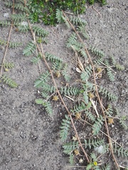 Tribulus terrestris