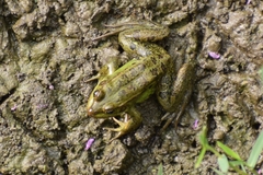 Pelophylax epeiroticus