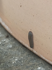 Rhadinoceraea micans