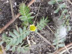 Tribulus terrestris