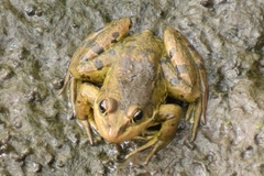 Pelophylax epeiroticus