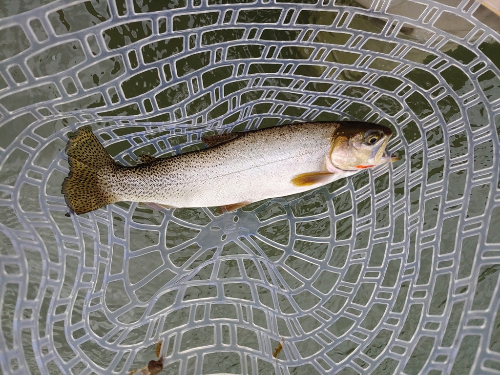 Westslope Cutthroat Trout from Ennis, MT 59729, USA on September 19 ...