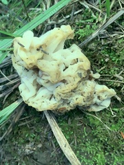 Sebacina sparassoidea