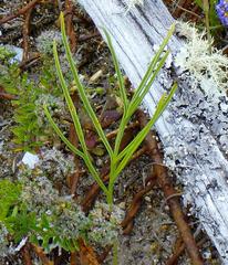 Pelargonium dipetalum