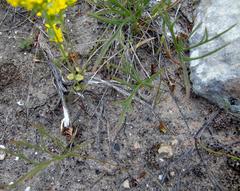 Pelargonium dipetalum