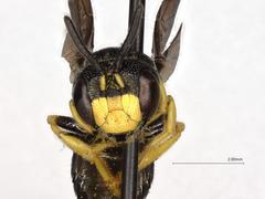 Protandrena aethiops