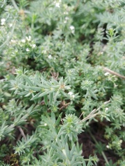 Galium humifusum