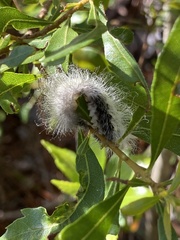 Megalopyge pyxidifera