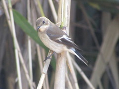 Ficedula hypoleuca