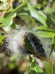 Megalopyge pyxidifera