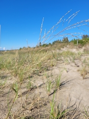 Sporobolus rigidus magnus