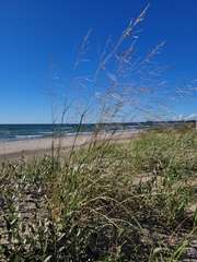 Sporobolus rigidus magnus