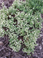 Galium humifusum