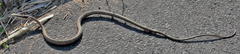 Thelotornis capensis capensis