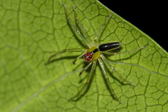 Lyssomanes antillanus