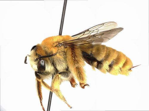 Exquisite Long-horned Bee