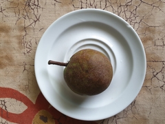 Detarium senegalense