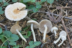 Inocybe armeniaca