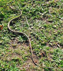 Thelotornis capensis capensis