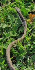 Thelotornis capensis capensis