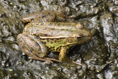 Pelophylax epeiroticus