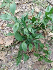 Ruscus
