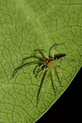 Lyssomanes antillanus