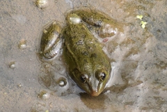 Pelophylax epeiroticus