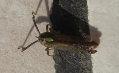 Raphiophora intricata