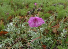 Erodium elatum