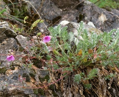Erodium elatum