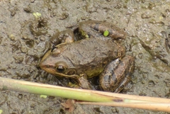 Pelophylax epeiroticus