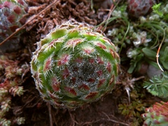 Sempervivum ciliosum