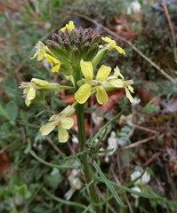 Erysimum diffusum