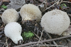 Lycoperdon americanum
