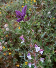 Salvia viridis