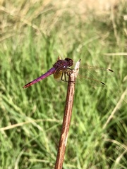 Trithemis annulata