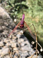 Trithemis annulata