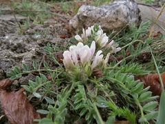 Astragalus lacteus