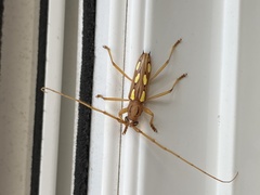 Eburodacrys sexmaculata