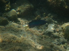 Pomacentrus coelestis