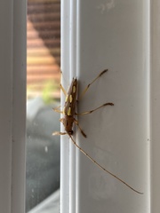 Eburodacrys sexmaculata