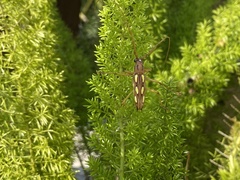 Eburodacrys sexmaculata