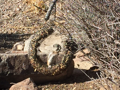 Ammospermophilus interpres